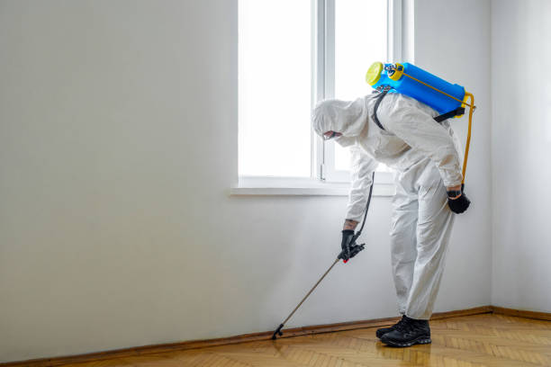 Best Wasp Removal Services  in Central Falls, RI