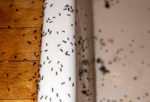 Best Affordable Pest Control Services  in Central Falls, RI