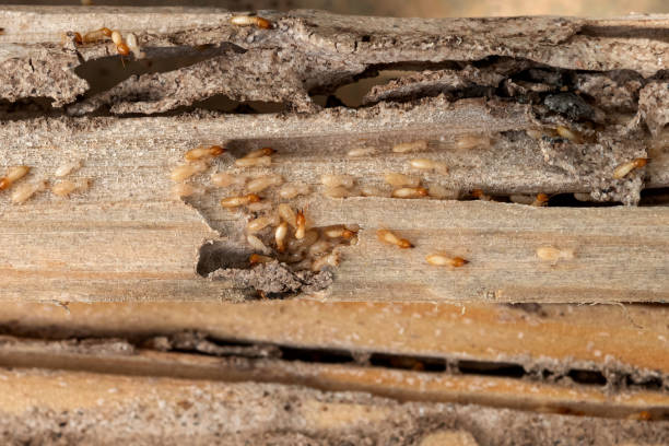 Best Pest Control for Businesses  in Central Falls, RI